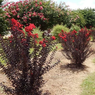 Lagerstroemia Black Diamond® (syn.: Black Solitaire) 'Crimson Red' – Kínai selyemmirtusz Lagerstroemia Black Diamond® (syn.: Black Solitaire) 'Crimson Red' – Kínai selyemmirtusz