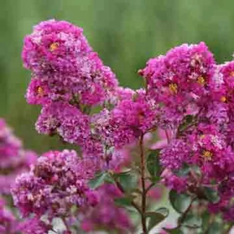 Lagerstroemia indica Indiya Charms® 'Violet d'Été'  (syn.: 'Indyvio') – Kínai selyemmirtusz Lagerstroemia indica Indiya Charms® 'Violet d'Été'  (syn.: 'Indyvio') – Kínai selyemmirtusz