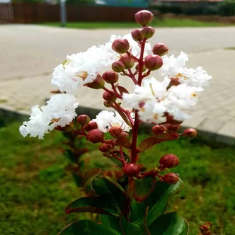 Lagerstroemia indica 'Nivea' - Kínai selyemmirtusz Lagerstroemia indica 'Nivea' - Kínai selyemmirtusz