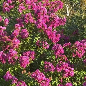 Lagerstroemia indica 'Petit Orchid' – Kínai selyemmirtusz Lagerstroemia indica 'Petit Orchid' – Kínai selyemmirtusz