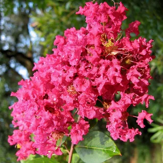 Lagerstroemia indica 'Red Imperator' - Kínai selyemmirtusz