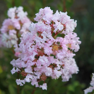 Lagerstroemia indica 'With Love Babe'® – Kínai selyemmirtusz Lagerstroemia indica 'With Love Babe'® – Kínai selyemmirtusz