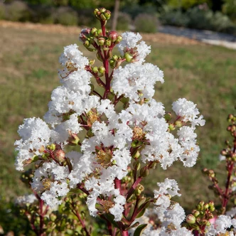 Lagerstroemia indica 'With Love Virgin'® – Kínai selyemmirtusz Lagerstroemia indica 'With Love Virgin'® – Kínai selyemmirtusz