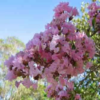 Lagerstroemia indica 'Yuma' – Kínai selyemmirtusz Lagerstroemia indica 'Yuma' – Kínai selyemmirtusz