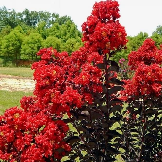 Lagerstroemia Black Diamond® (syn.: Black Solitaire) 'Red Hot'® – Kínai selyemmirtusz Lagerstroemia Black Diamond® (syn.: Black Solitaire) 'Red Hot'® – Kínai selyemmirtusz