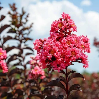 Lagerstroemia Black Diamond® (syn.: Black Solitaire) 'Shell Pink®' – Kínai selyemmirtusz Lagerstroemia Black Diamond® (syn.: Black Solitaire) 'Shell Pink®' – Kínai selyemmirtusz
