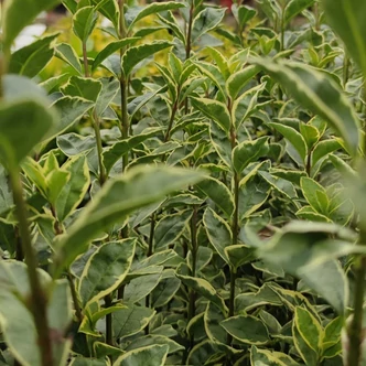 Ligustrum vulgare 'Argenteovariegata' – Fagyal Ligustrum vulgare 'Argenteovariegata' – Fagyal