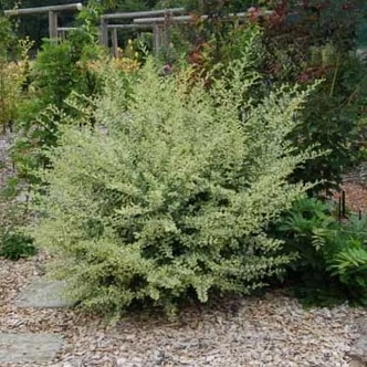 Ligustrum ibota 'Musli' – Fagyal Ligustrum ibota 'Musli' – Fagyal