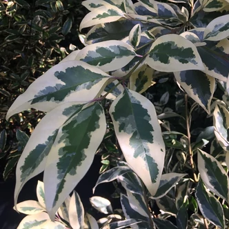 Ligustrum lucidum 'Tricolor – Fényeslevelű fagyal Ligustrum lucidum 'Tricolor – Fényeslevelű fagyal