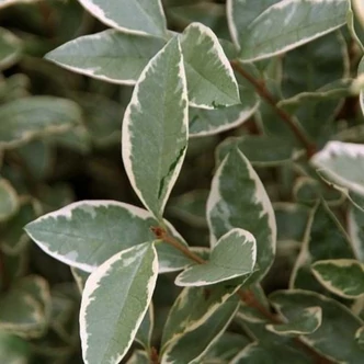Ligustrum ovalifolium 'Argenteum (Silver)' - Fehér-tarka levelű fagyal Ligustrum ovalifolium 'Argenteum (Silver)' - Fehér-tarka levelű fagyal