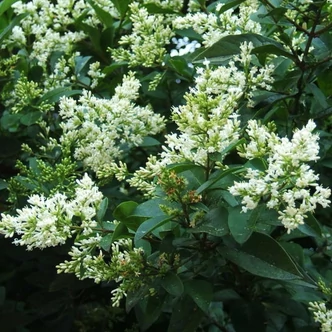 Ligustrum ovalifolium 'Nünü' – Törpe széleslevelű fagyal