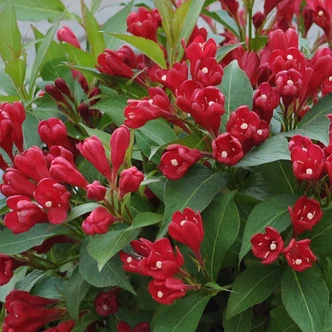 Weigela florida 'All Summer Red' (syn.: 'Crimson Kisses', 'Slingco 1’) - Rózsalonc