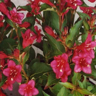 Weigela 'Courtared' – Piros virágú rózsalonc
