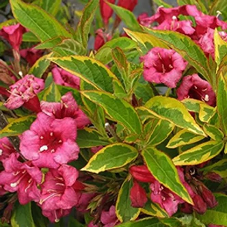 Weigela florida 'Brigela'® (syn.: 'Moulin Rouge'®) - Sárga-tarka levelű rózsalonc Weigela florida 'Brigela'® (syn.: 'Moulin Rouge'®) - Sárga-tarka levelű rózsalonc