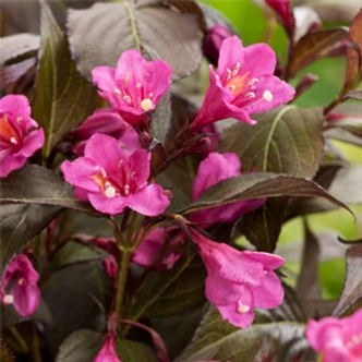 Weigela florida 'Minor Black'® - Bordó levelű rózsalonc Weigela florida 'Minor Black'® - Bordó levelű rózsalonc