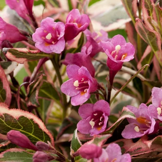 Weigela florida 'Monet' – Rózsalonc