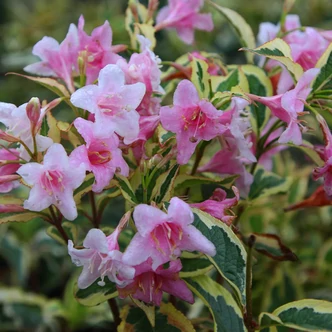 Weigela florida 'Nana Variegata' – Alacsony, tarka levelű rózsalonc