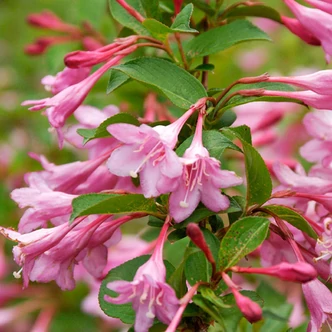 Weigela florida 'Pink Princess' – Rózsaszín virágú rózsalonc