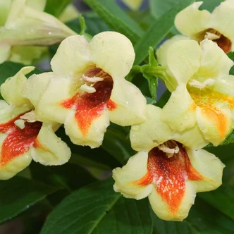 Weigela 'Middendorffiana' – Sárga virágú rózsalonc