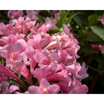 Weigela 'Pink Poppet' – Rózsaszín virágú rózsalonc