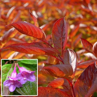 Weigela florida 'Wings of Fire' – Rózsaszín virágú rózsalonc