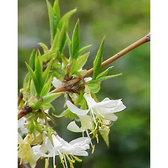 Lonicera fragrantissima – Illatos lonc