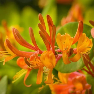 Lonicera henry 'Copper Beauty'® – Örökzöld futólonc
