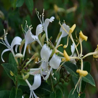 Lonicera 'Honey Baby' – Örökzöld, törpe lonc Lonicera 'Honey Baby' – Örökzöld, törpe lonc
