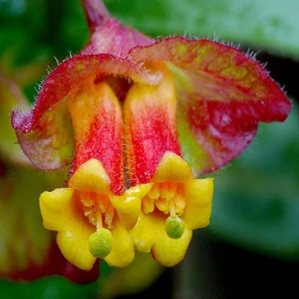 Lonicera involucrata var. ledebourii - Medveszőlő, szamóca lonc Lonicera involucrata var. ledebourii - Medveszőlő, szamóca lonc