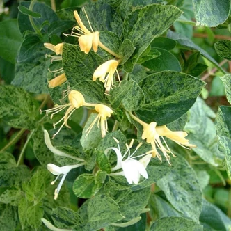 Lonicera japonica 'Mint Crisp' – Örökzöld japán kúszólonc