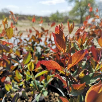 Lonicera japonica 'Purpurea' - Japán futólonc (fehér)
