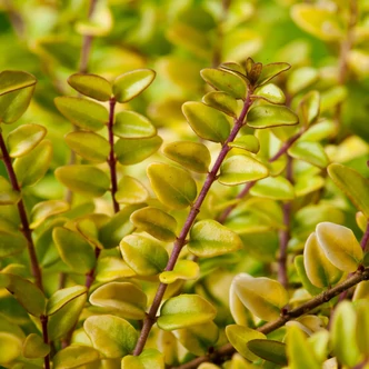 Lonicera nitida 'Baggesen's Gold' – Élénk sárgás levelű talajtakaró lonc