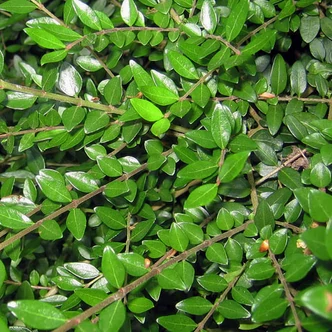 Lonicera nitida 'Elegant' – Talajtakaró lonc