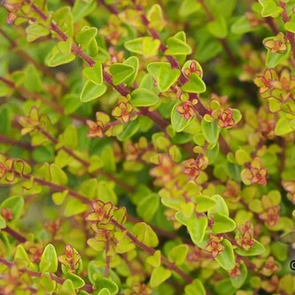 Lonicera nitida 'Tidy Tips'® – Talajtakaró lonc