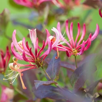 Lonicera periclymenum 'Belgica' – Búbos lonc Lonicera periclymenum 'Belgica' – Búbos lonc