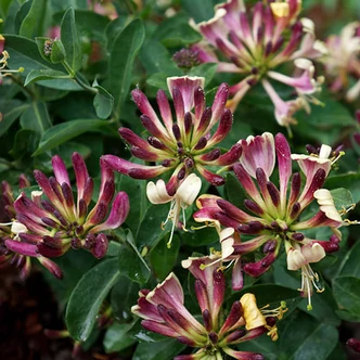 Lonicera periclymenum 'Chic'n Choc' – Búbos lonc