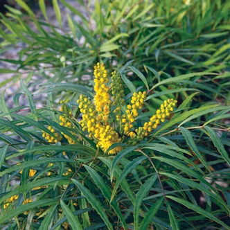 Mahonia eurybracteata 'Soft Caress'® – Keskenylevelű mahónia Mahonia eurybracteata 'Soft Caress'® – Keskenylevelű mahónia