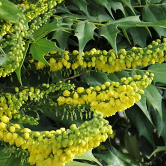 Mahonia x media 'Charity' – Dúsvirágú cserjés mahónia  Mahonia x media 'Charity' – Dúsvirágú cserjés mahónia