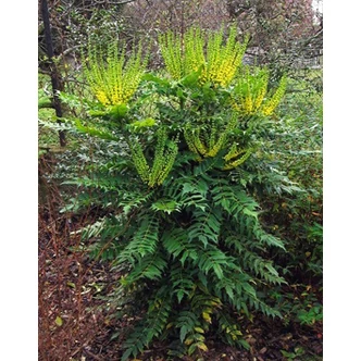 Mahonia x media 'Winter Sun' – Dúsvirágú cserjés mahónia Mahonia x media 'Winter Sun' – Dúsvirágú cserjés mahónia