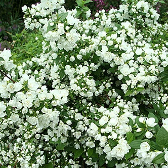 Philadelphus x 'Manteau d'Hermine' - Törpe jezsámen