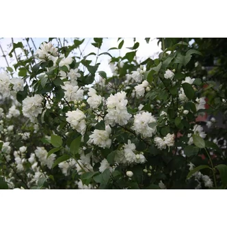 Philadelphus x virginalis 'Schneesturm' - Teltvirágú jezsámen