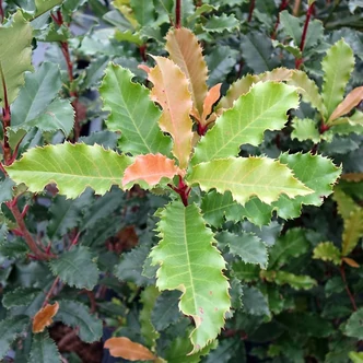 Photinia 'Crunchy' – Fodros levelű korallberkenye