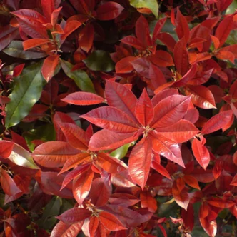 Photinia fraseri 'Camilvy' – Korallberkenye