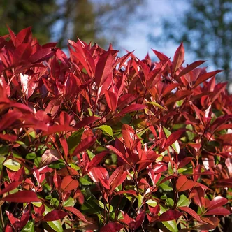 Photinia fraseri 'Devil's Dream'® – Korallberkenye