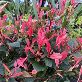 Photinia fraseri 'Little Fenna' – Korallberkenye