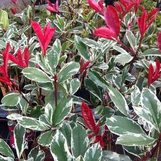 Photinia fraseri 'Louise' (syn.: 'McLarlou') – Korallberkenye