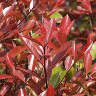Photinia fraseri 'Mont Redon' – Korallberkenye