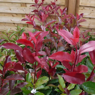 Photinia x fraeseri 'Red Select' – Korallberkenye