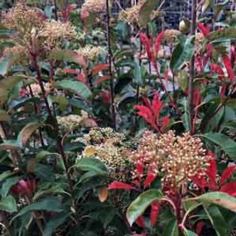 Photinia 'Robusta' – Korallberkenye