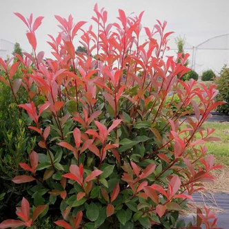 Photinia x fraseri 'Carre Rouge' (syn.: 'Mandarino') – Korallberkenye